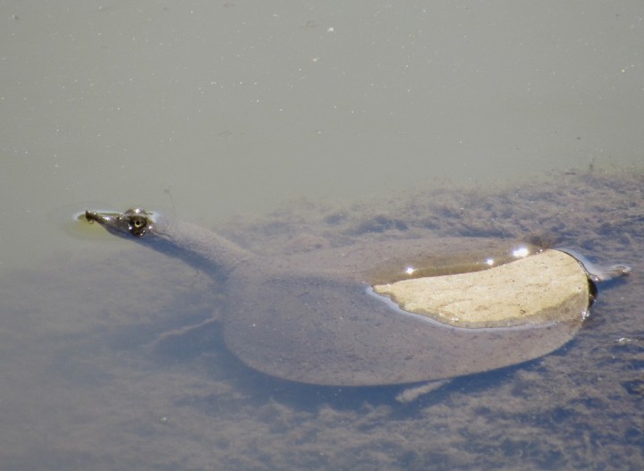 Softshell Turtle